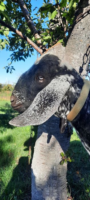 Цап . На плем'я .