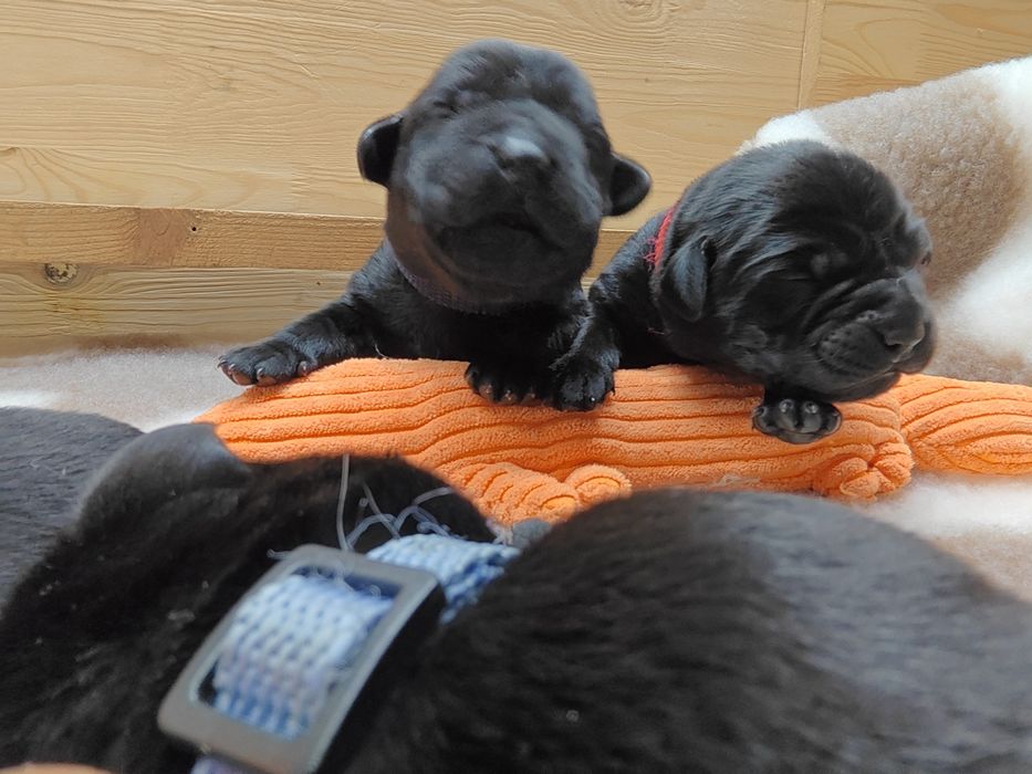 Labrador Retriever Suczka Związek Kynologiczny w Polsce