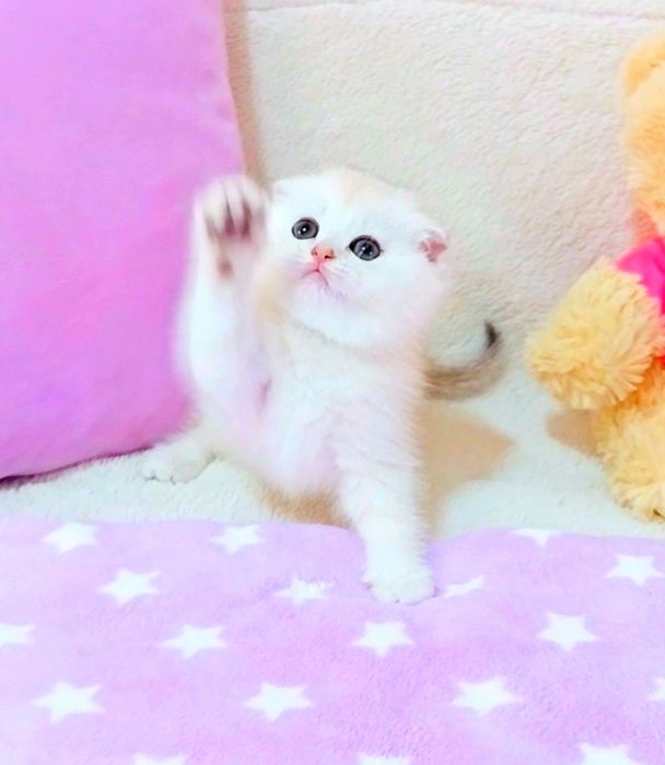 Біленькі сріблясті шиншилки хлопчики