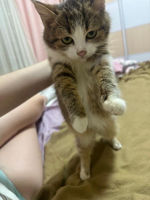 Кошеня мініатюрних розміріа