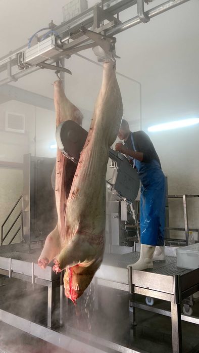 Стрічкова пила EFA SB 287E
для розпилювання туш свиней. Полутуш. Пила.