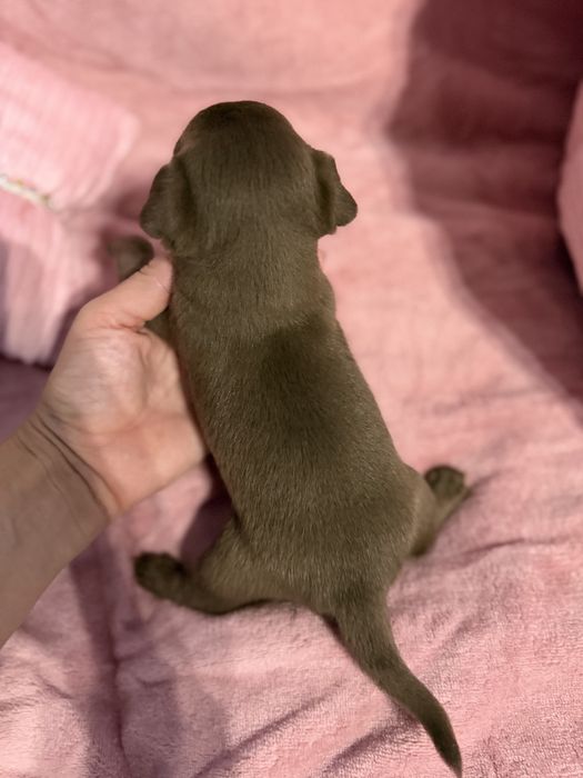 Dziewczynka chihuahua krótkowłosa
