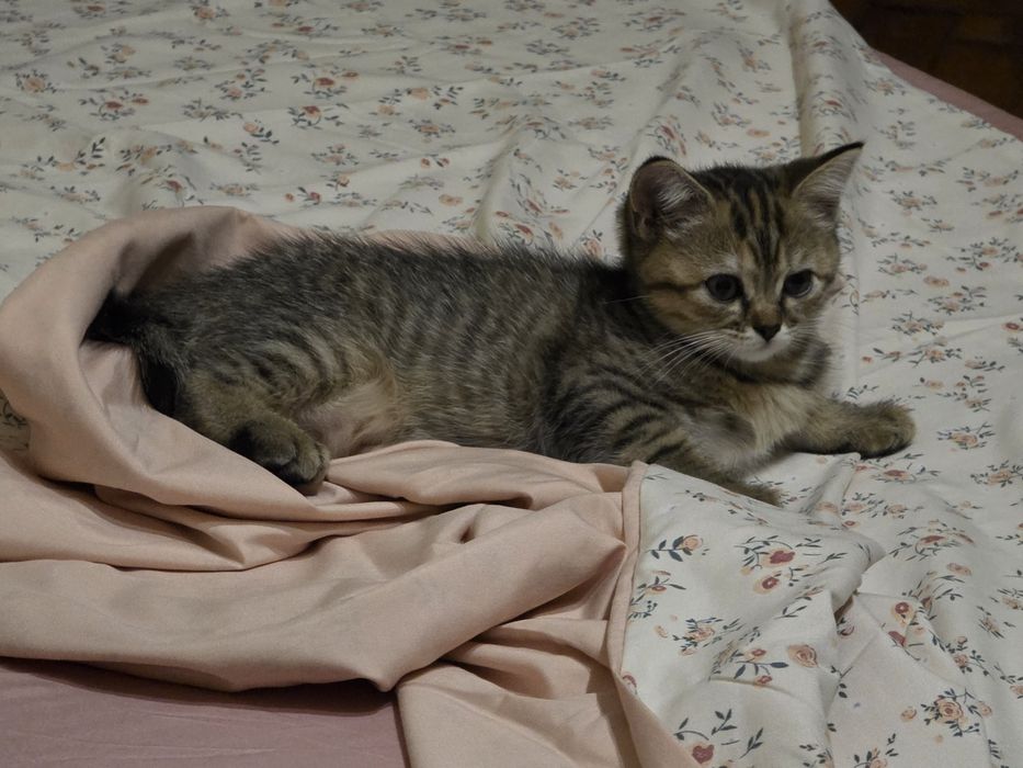 Британське прямовухе кошенятко
