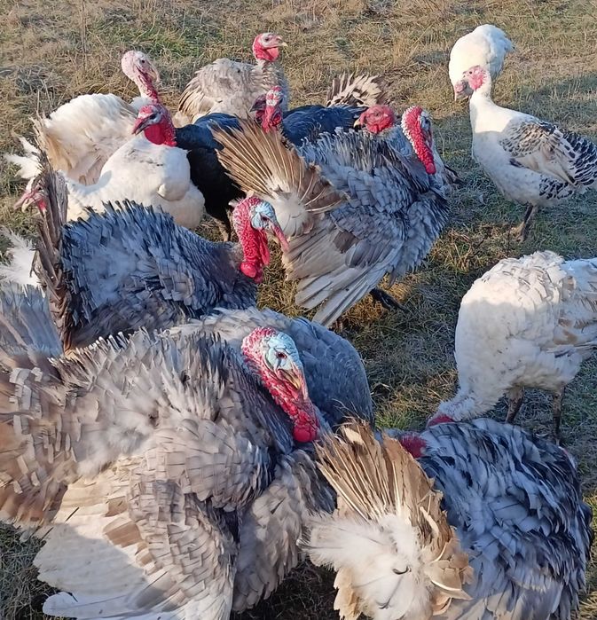 Інкубаційні індичі яйця