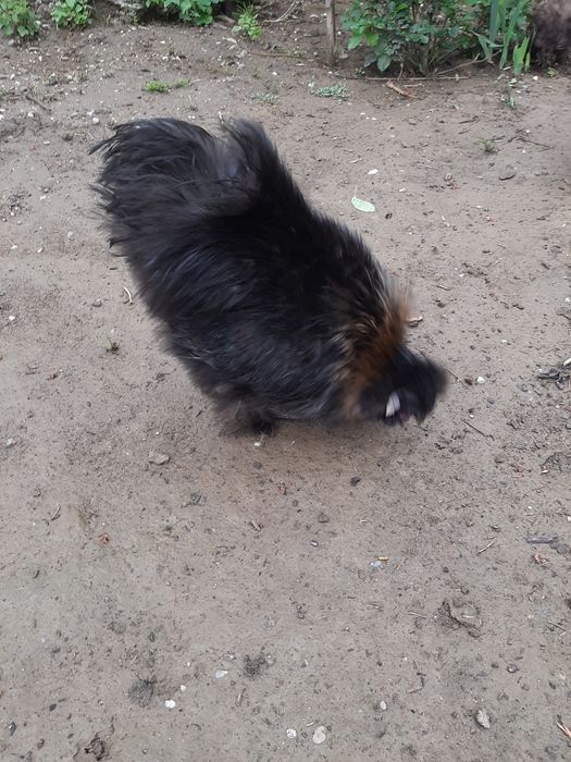 Китайських шовкових курей