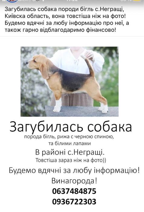 потерялась собака