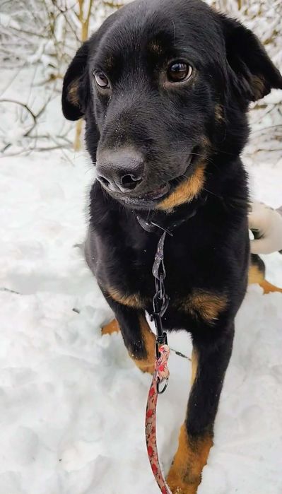 Cudowny młody piesek Inki- daj mu szansę
