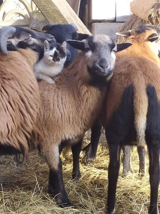 Owce kameruńskie i mix dorpera nolan Barbados