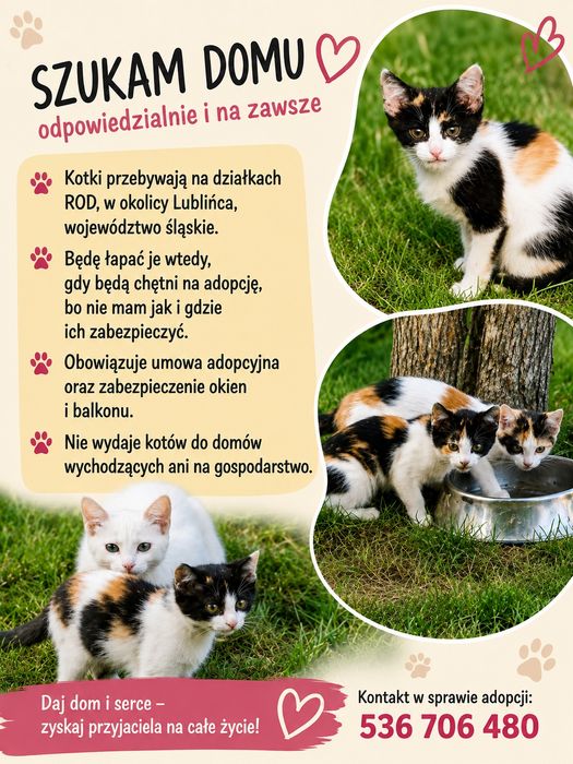 Kotki tricolorki szukają domków - CZYTAJ OGŁOSZENIE!