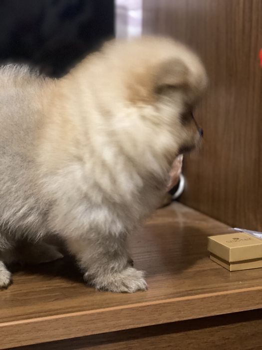 Померанський шпіц