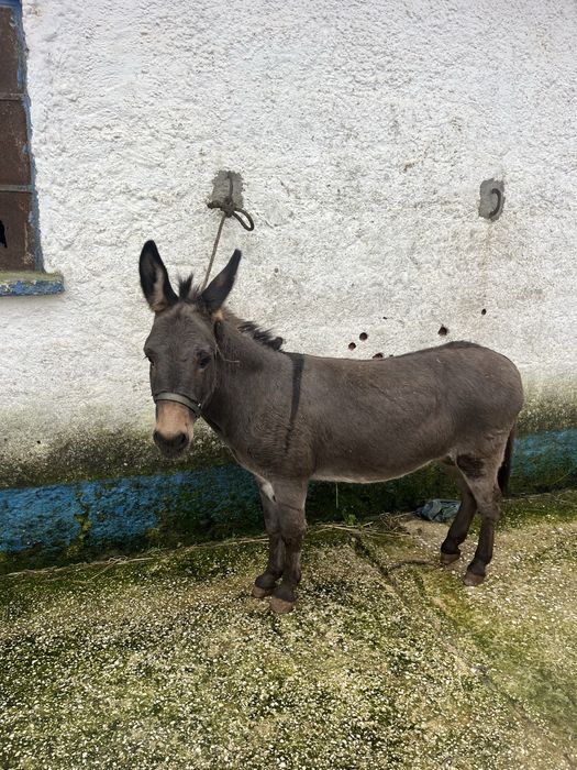 Mini mino burro 98cm