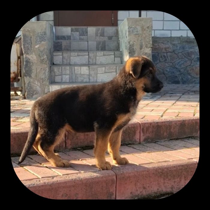 Мальчики и девочки - немецкая овчарка!