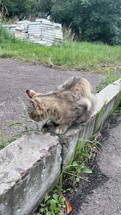 Киця 1 -1,5 року