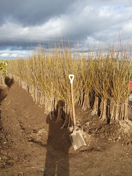 Wiśnia nefris wiśnia  wisnie łutówka