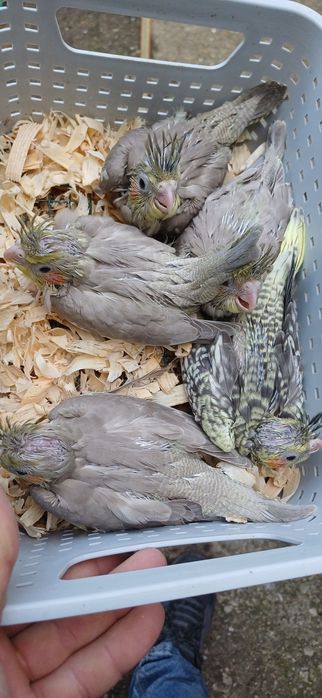 caturas  e  rosicollis  para Criar  a mão