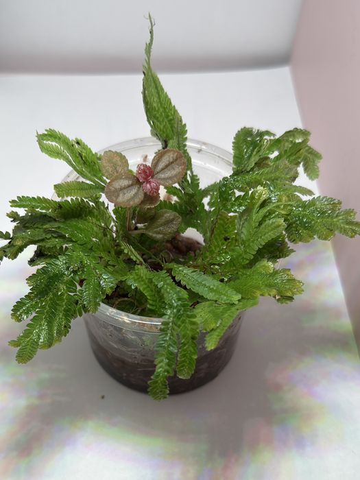 Selaginella sp green terrarium