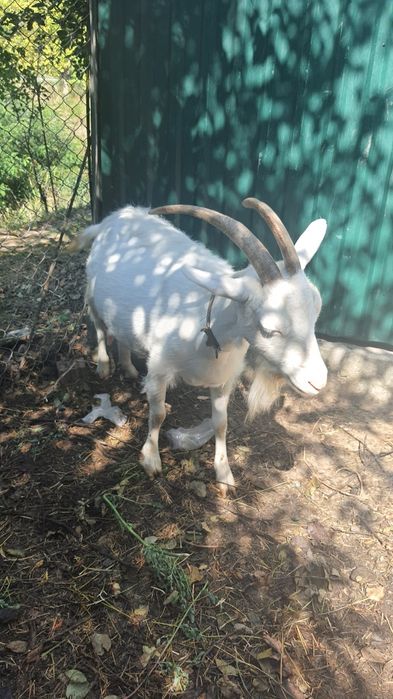 Продається козочка зааненської породи ,молочна лінія,молоко без запаху