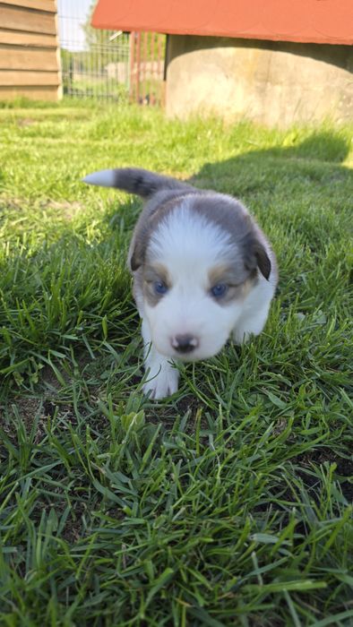 Border Collie blue merle
