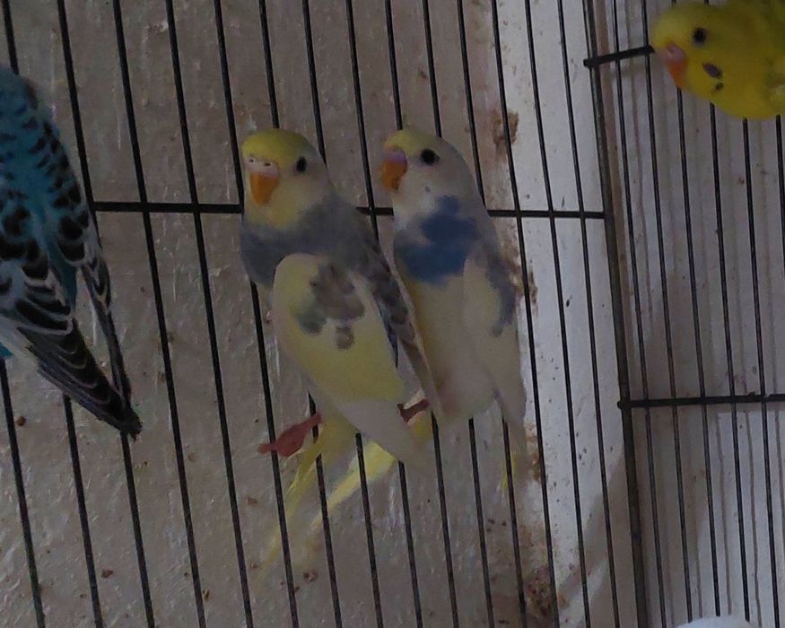 Periquitos australianos anilhados