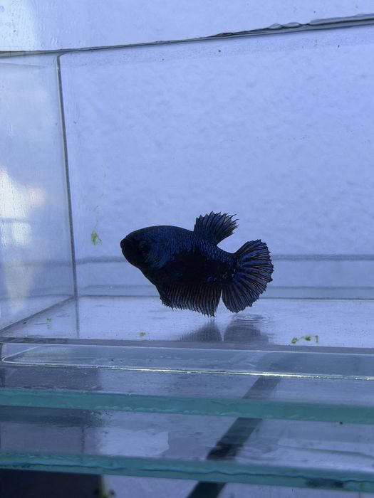 Lote de 12 Bettas