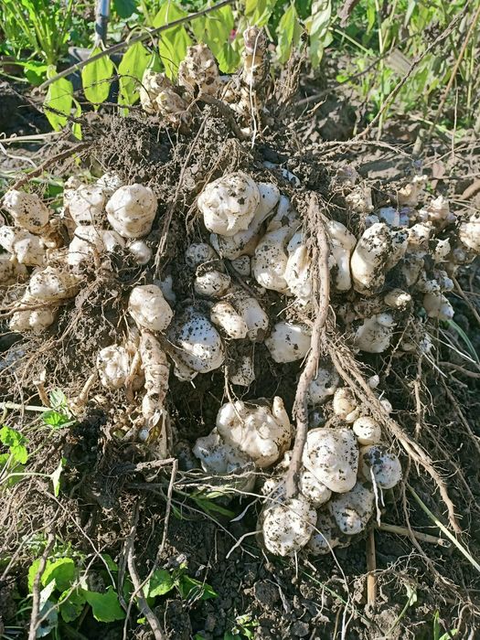 Topinambur  bulwy ekologiczne