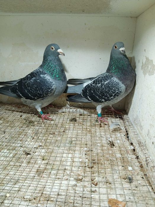 11.Gołębie pocztowe. Para NL Cor Leytens/Cor j De Heide