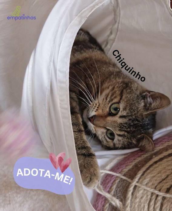 gatinho para adoção responsável
