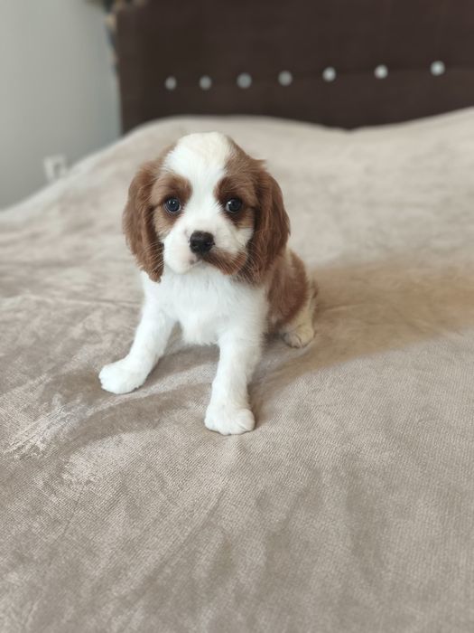 Piękny chłopiec rasy cavalier blenheim.