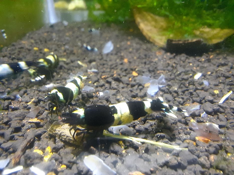 krewetki akwariowe Cardina taiwan  panda black