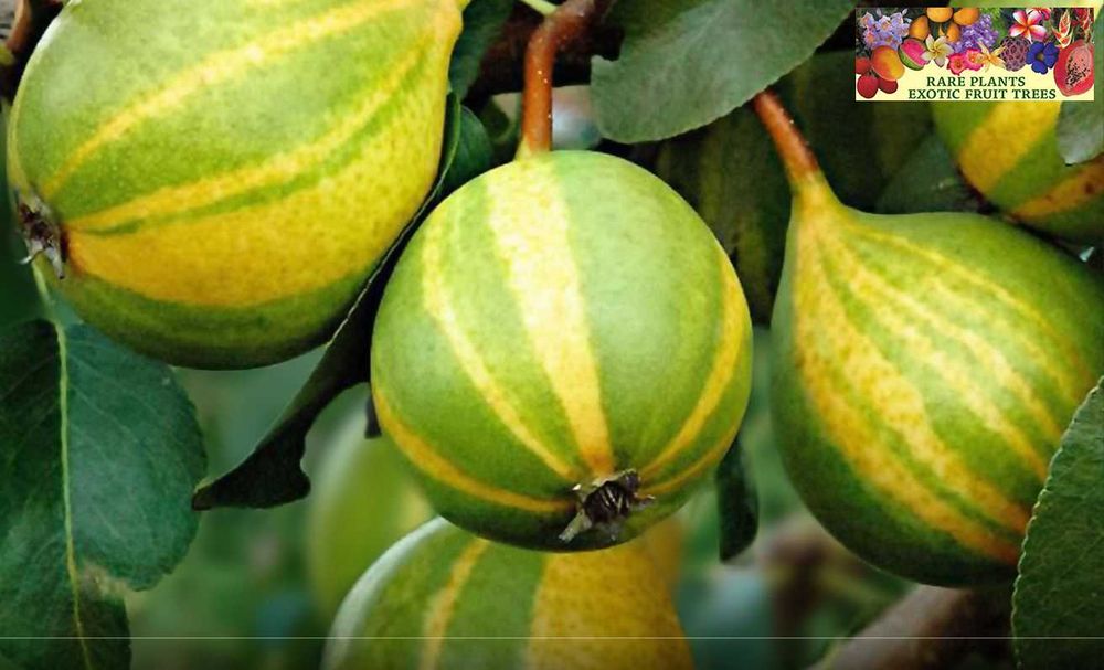 Pereira da Pera Tigrada - SUPER DOCE - Planta enxertada de coleção