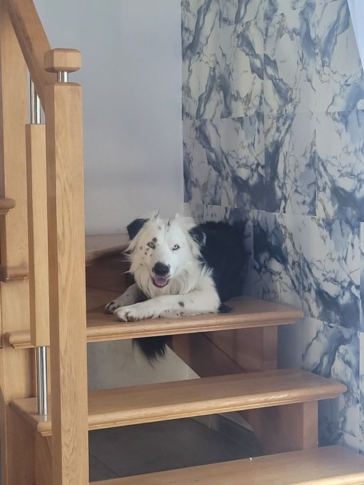 Reproduktor  border collie