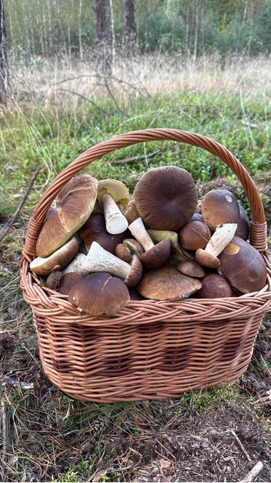 Grzyby suszone borowik/podgrzybek