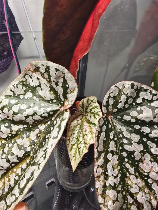 Begonia snowcapped pink variegata, sadzonka, nadwyzka