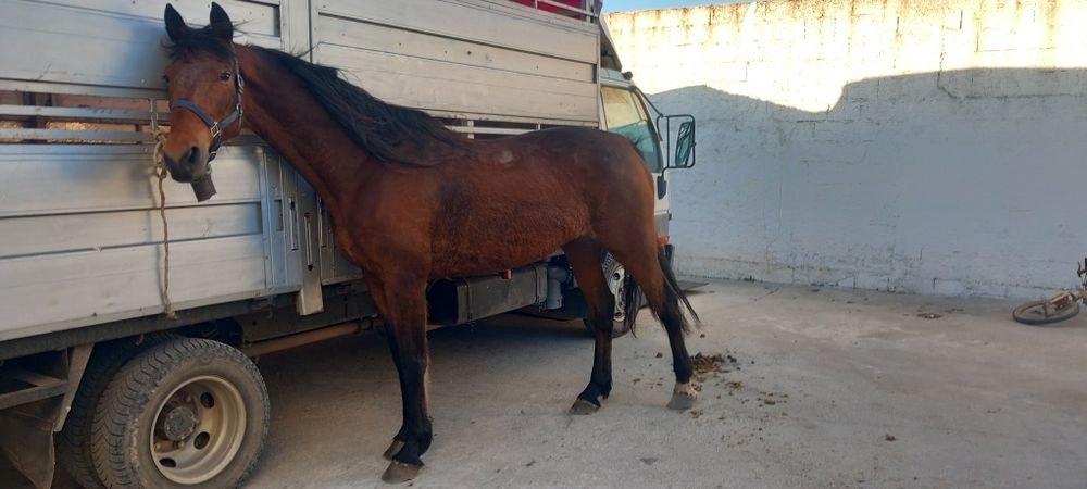 Egua grande muito mansinha e calma  ideal para  qualquer pessoa