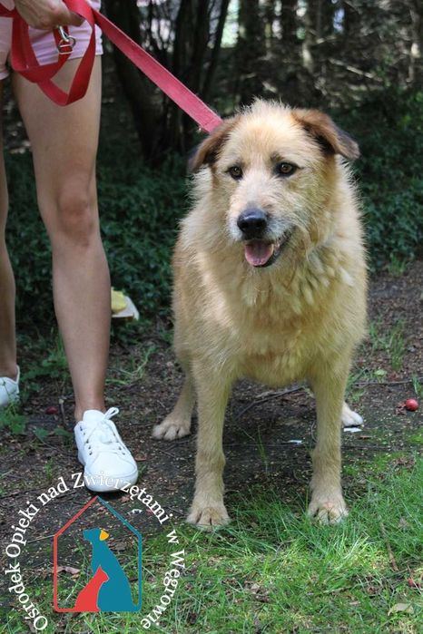 KOCHANY, KUDŁATY, czuły i pogodny - nigdy nie miał domu - adoptuj