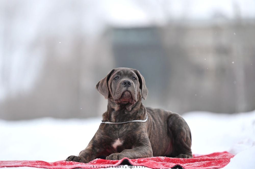 Щенок кане корсо