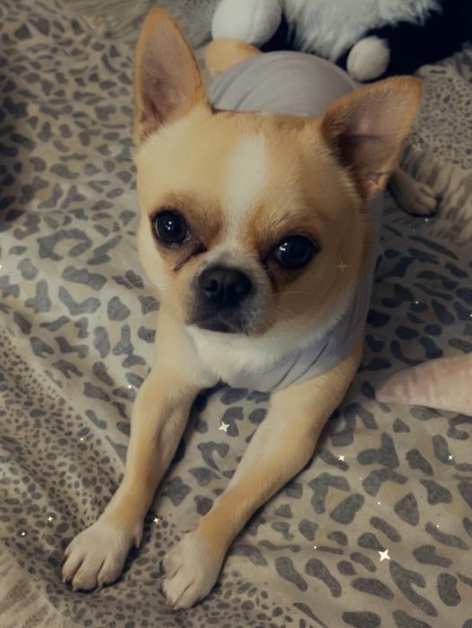 Вязка для животных.Чихуахуа