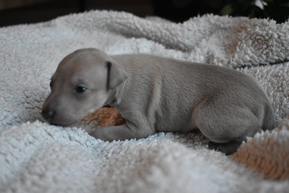 Charcik włoski- piesek