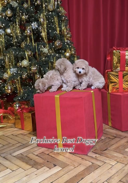 Карамель з золотом цуценята мальтіпу ф1. Суперові шикарні найкращі