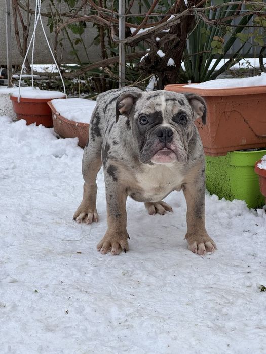 Девочка бульдога  голубой мерль