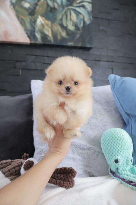 Lulu da Pomerânia.  500 gramas Super Mini.Ursinha Russa. Spitz anão. LOP e Afixo.