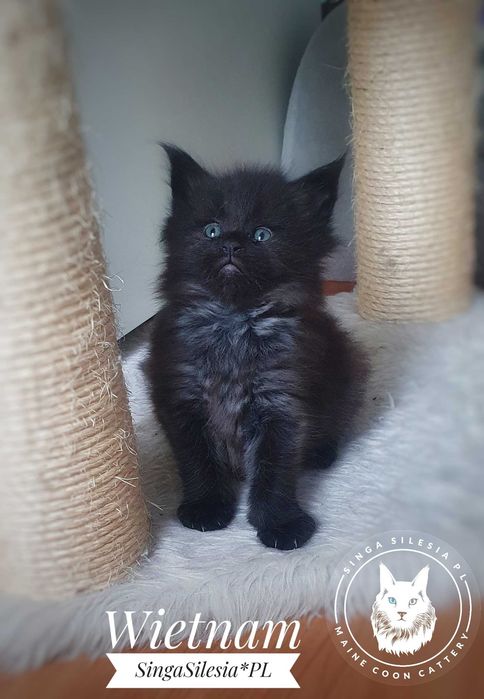 Czarny dymny kocurek maine coon z rodowodem FPL/FIFe