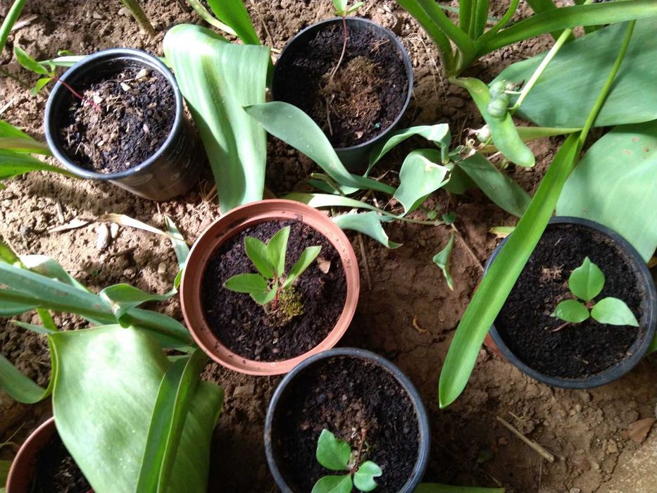 Mudas de Rosa-Albardeira Rosa-de-Lobo Peónia em vaso