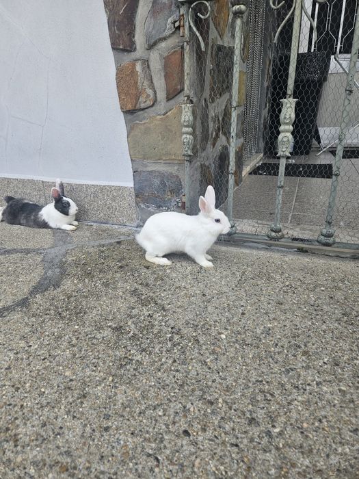 Coelhos anões  brancos