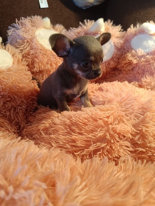 Chihuahua suczka