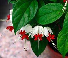 Клеродендрум - цветок счастья и удачи