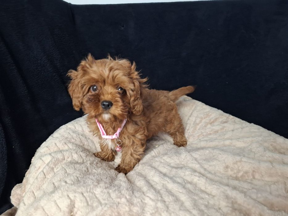 Cavapoo suczka gotowa