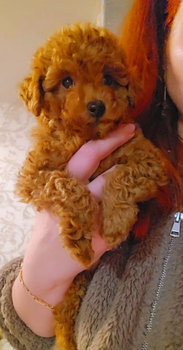 Мальчик мальтипу ф2