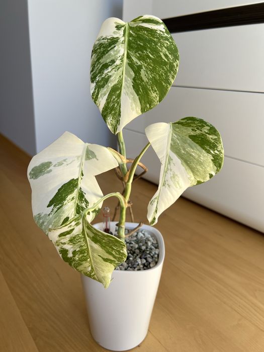 Monstera Variegata