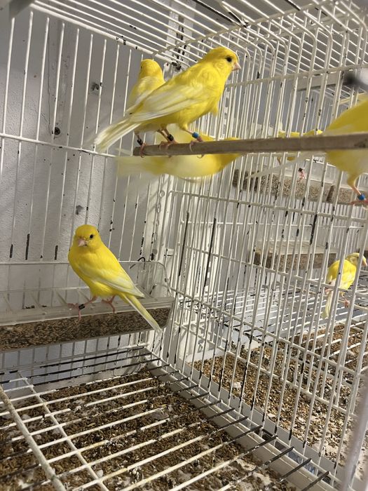 Canários lipocromo amarelo Intenso e Nevados